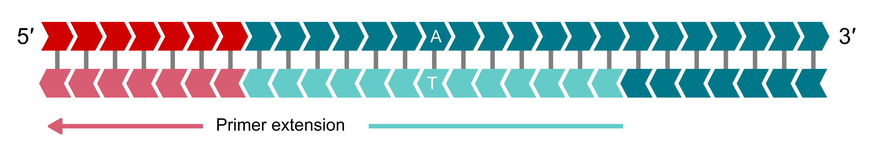 Allele specific tail sequence